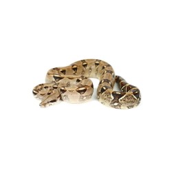 Boa constrictor (Cites)