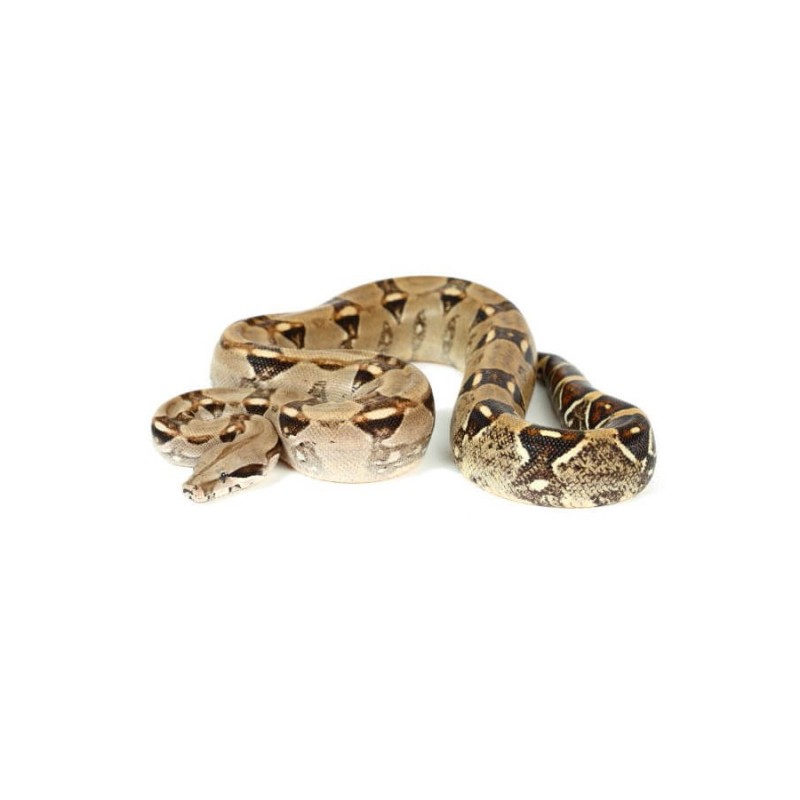 Boa constrictor (Cites)