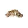 Boa constrictor (Cites)