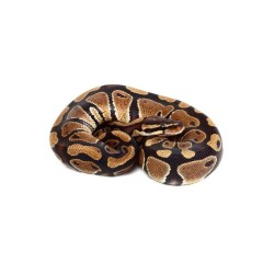 Python royal (Cites)
