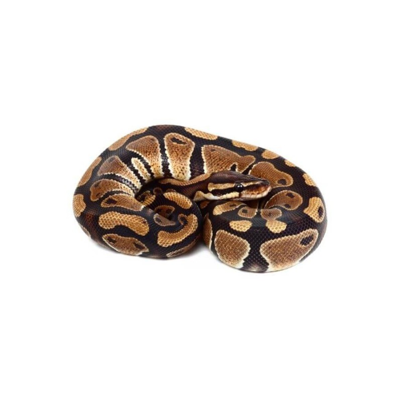 Python royal (Cites)
