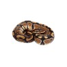 Python royal (Cites)