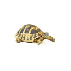 Testudo hermanni juvénile...