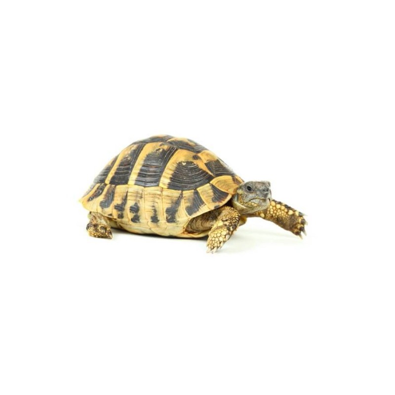 Testudo hermanni juvénile (Cites)