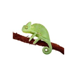 Chameleo calyptratus (Cites)