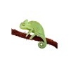 Chameleo calyptratus (Cites)