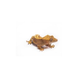 Gecko à crête (IFAP)