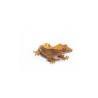 Crested Gecko (IFAP)